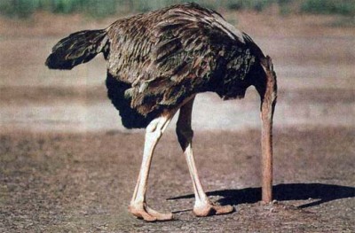 ostrich-400x263.jpg